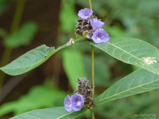 Neuracanthus sphaerostachyus flower8.jpg